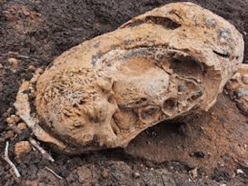 Dinosaur’s Eggs Found in Tamilnadu’s Perambalur has clothed to be Ammonite Sediments