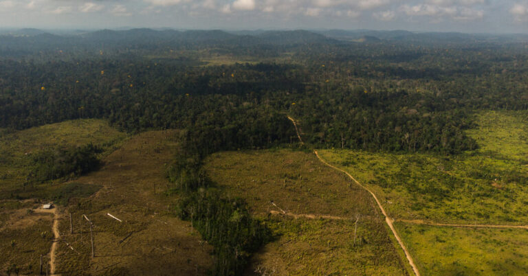 The Sunday Read: ‘The War for the Rainforest’