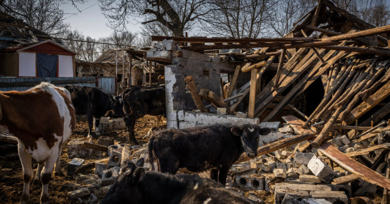 War’s Disruption to Ukraine’s Farms Seeds Global Food Crisis