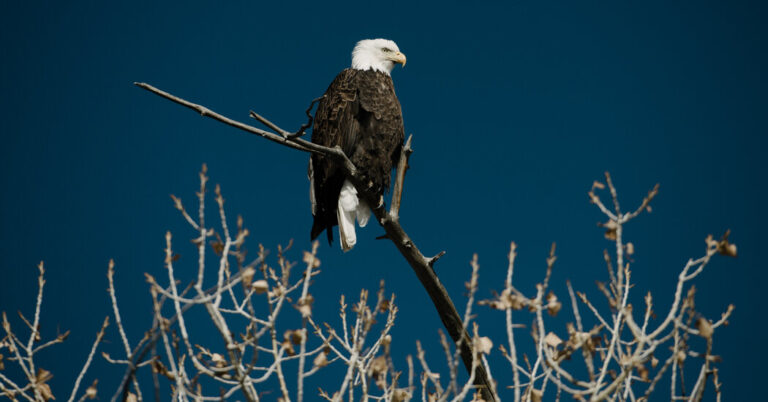 $8 Million Fine in Killings of 150 Eagles By a Wind Energy Company