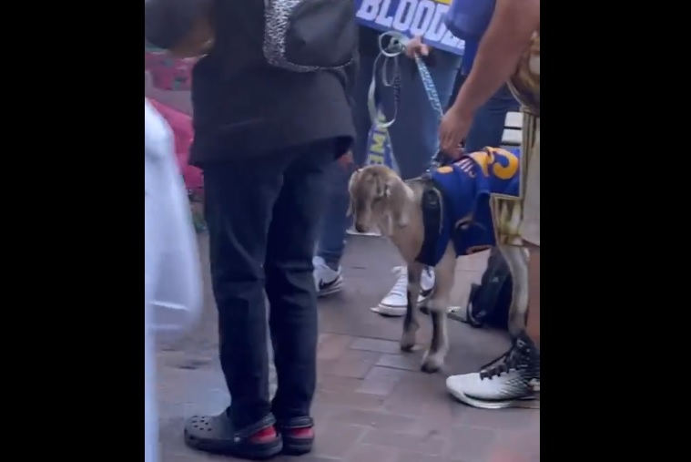 Someone put their goat in a Steph Curry jersey